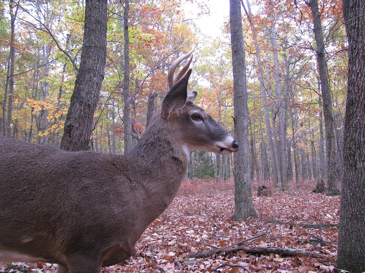 deer buck forest free photo