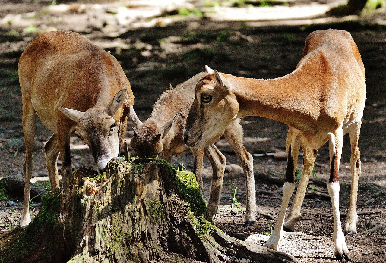 deer young animal wild free photo