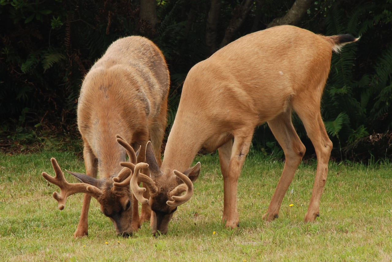 deer mammal fauna free photo