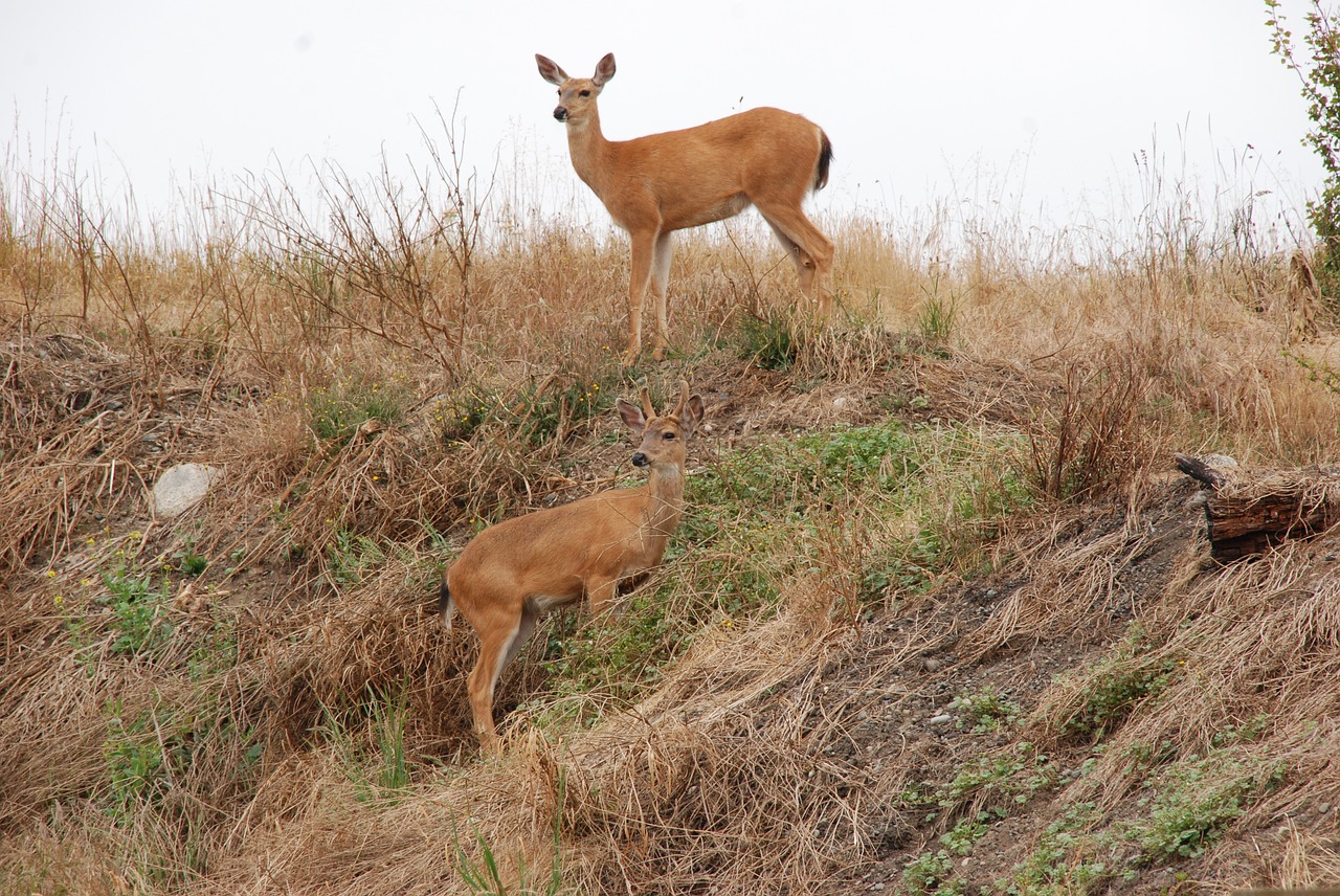 deer fauna mammal free photo