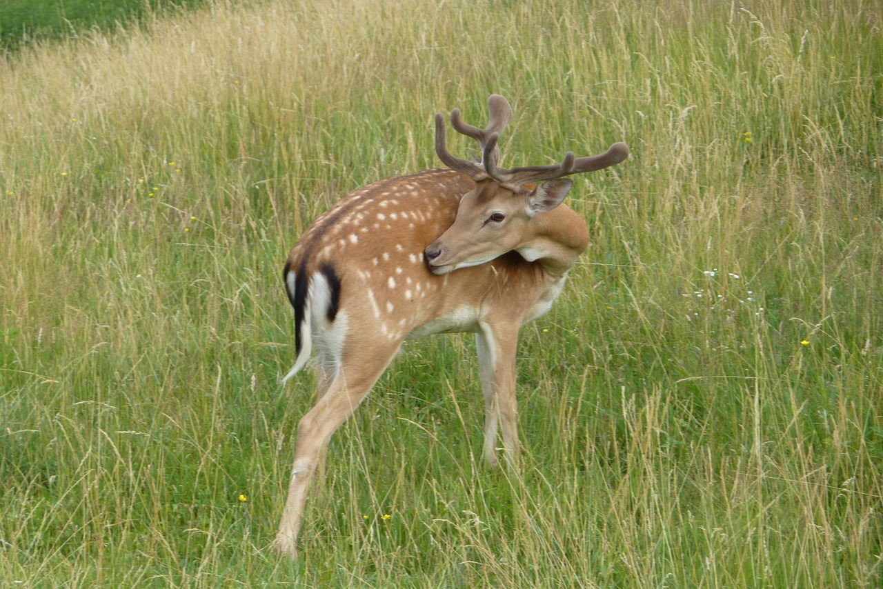 deer cervid dama dama free photo