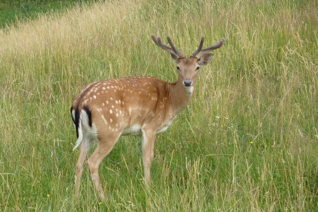 deer cervid dama dama free photo