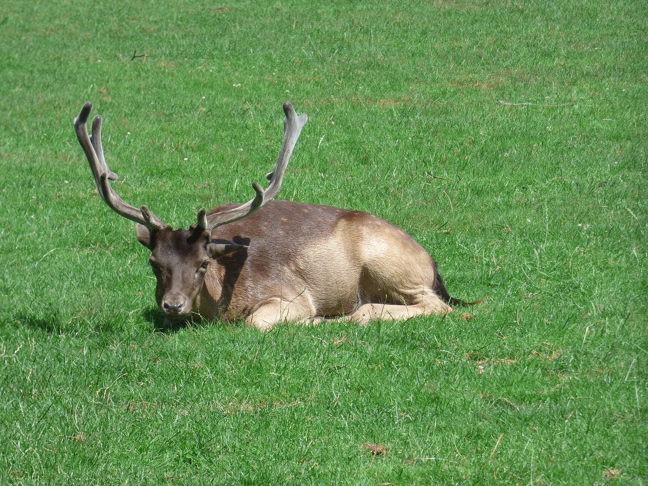 deer zoo nature free photo