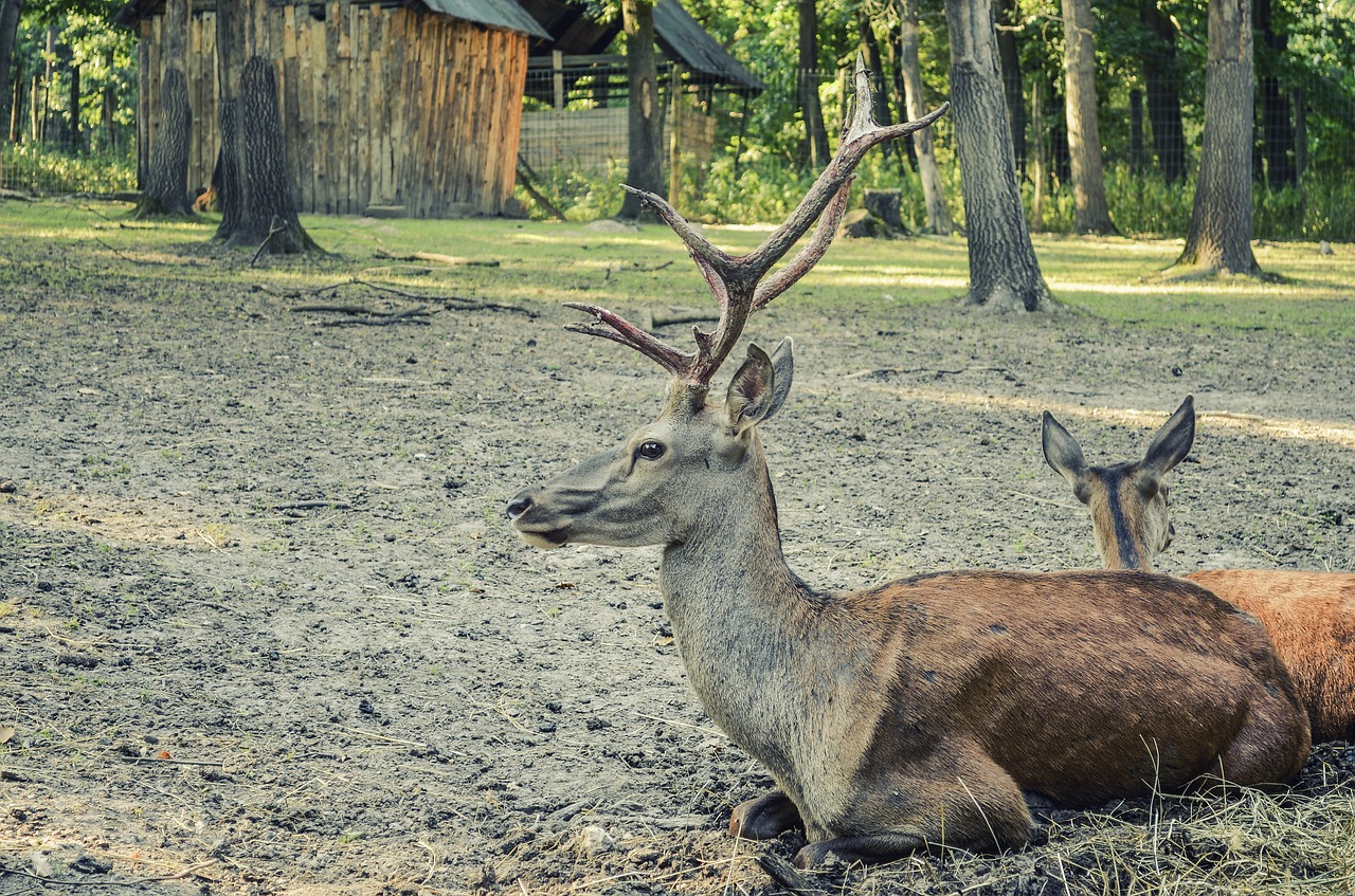 deer forest forest animal free photo