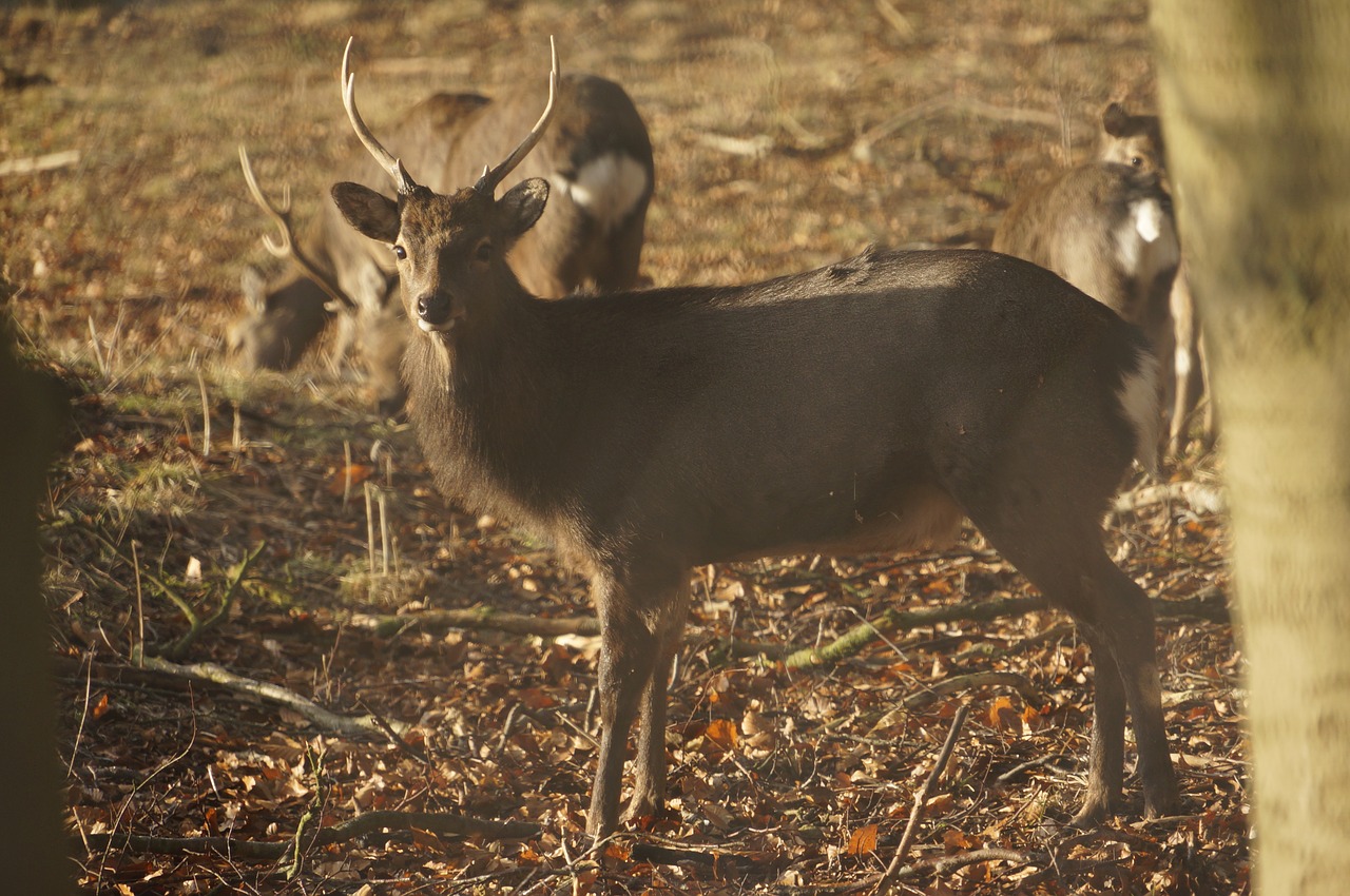 deer forest autumn free photo