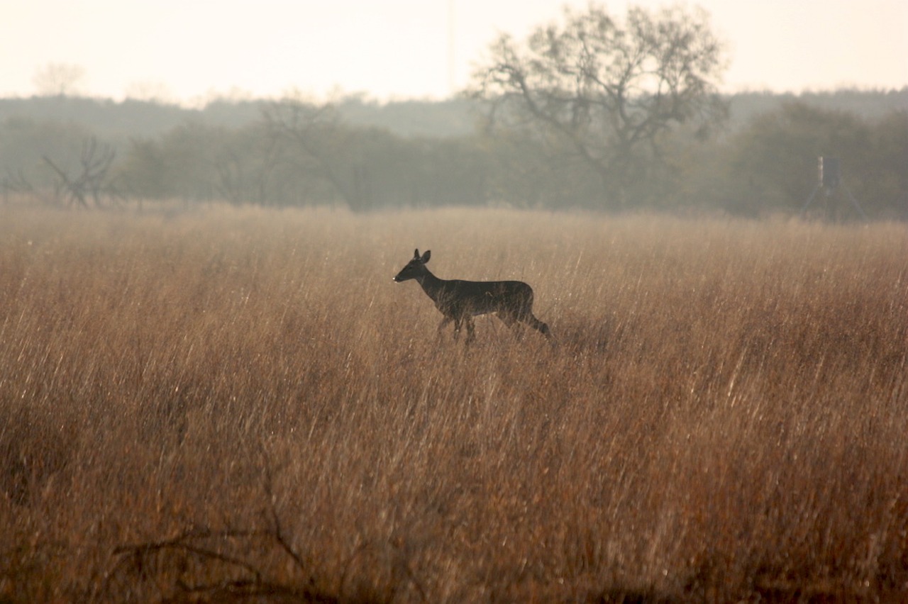 deer field grass free photo