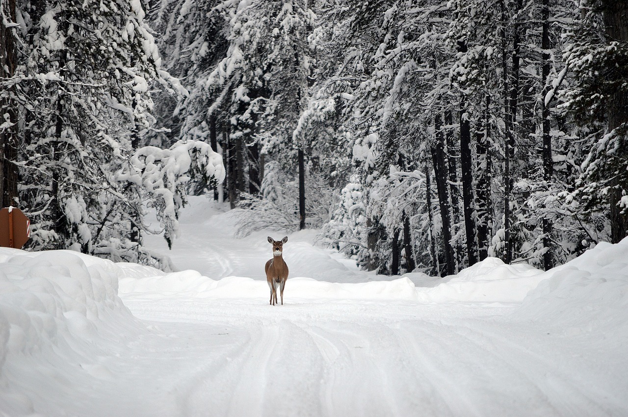 deer snow whitetail free photo