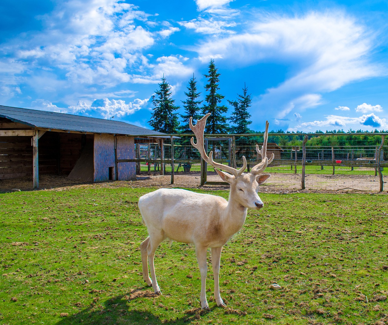 deer poland zoo free photo