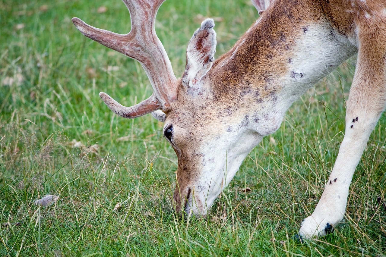 deer animal wildlife free photo