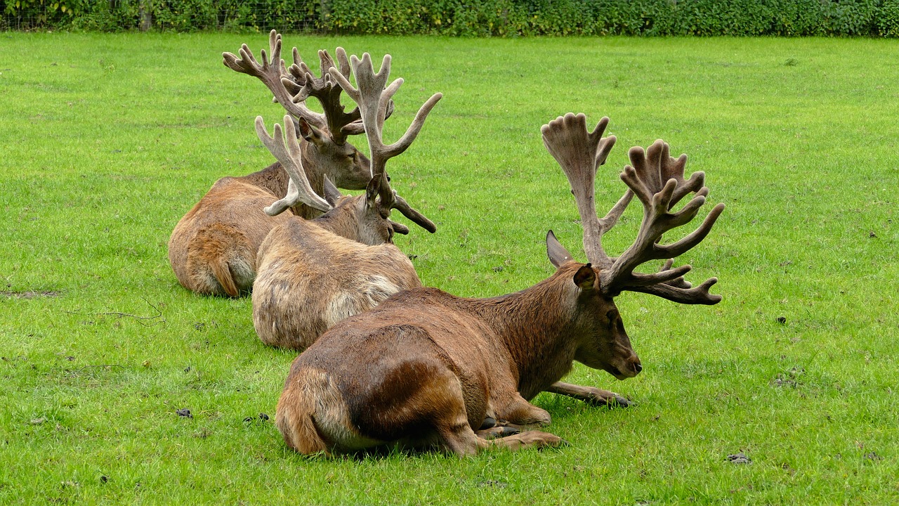 deer deer antler wild free photo