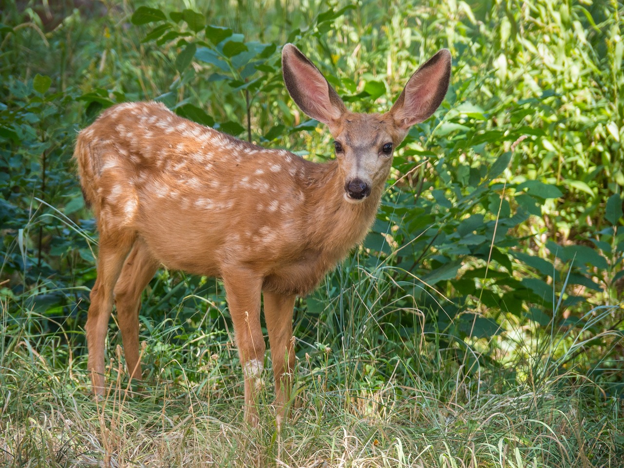 deer young fawn free photo