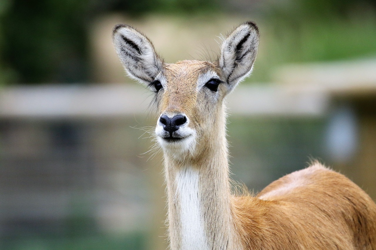 deer antelope nature free photo