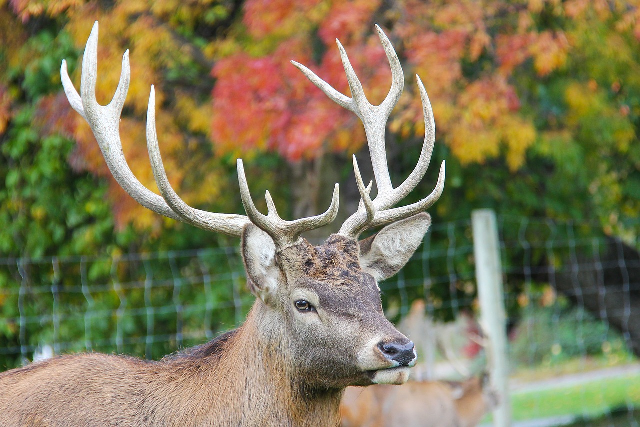 deer scenics amazing free photo