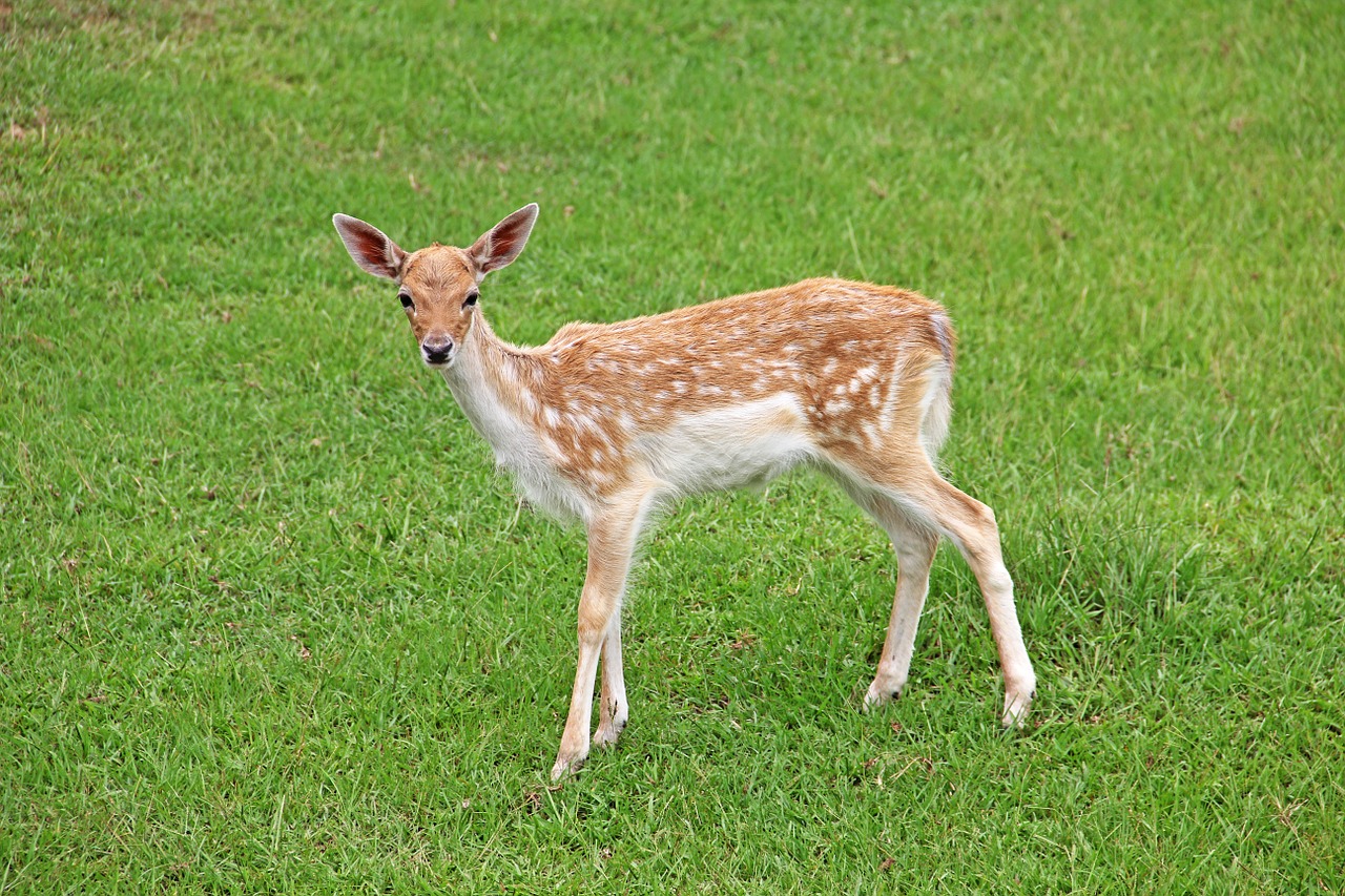 deer fawn doe free photo