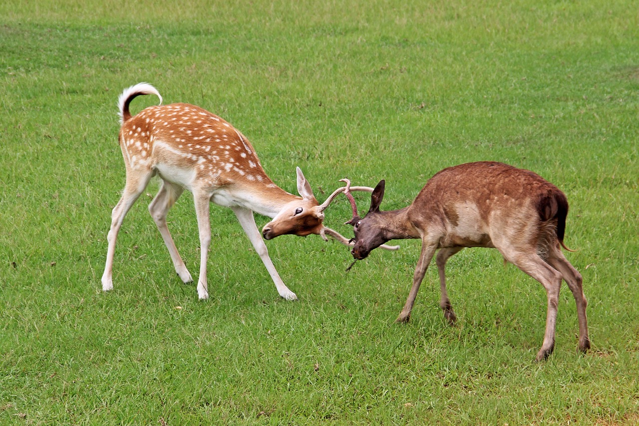 deer fight fighting free photo