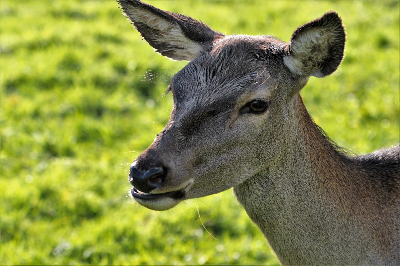 deer doe animal free photo
