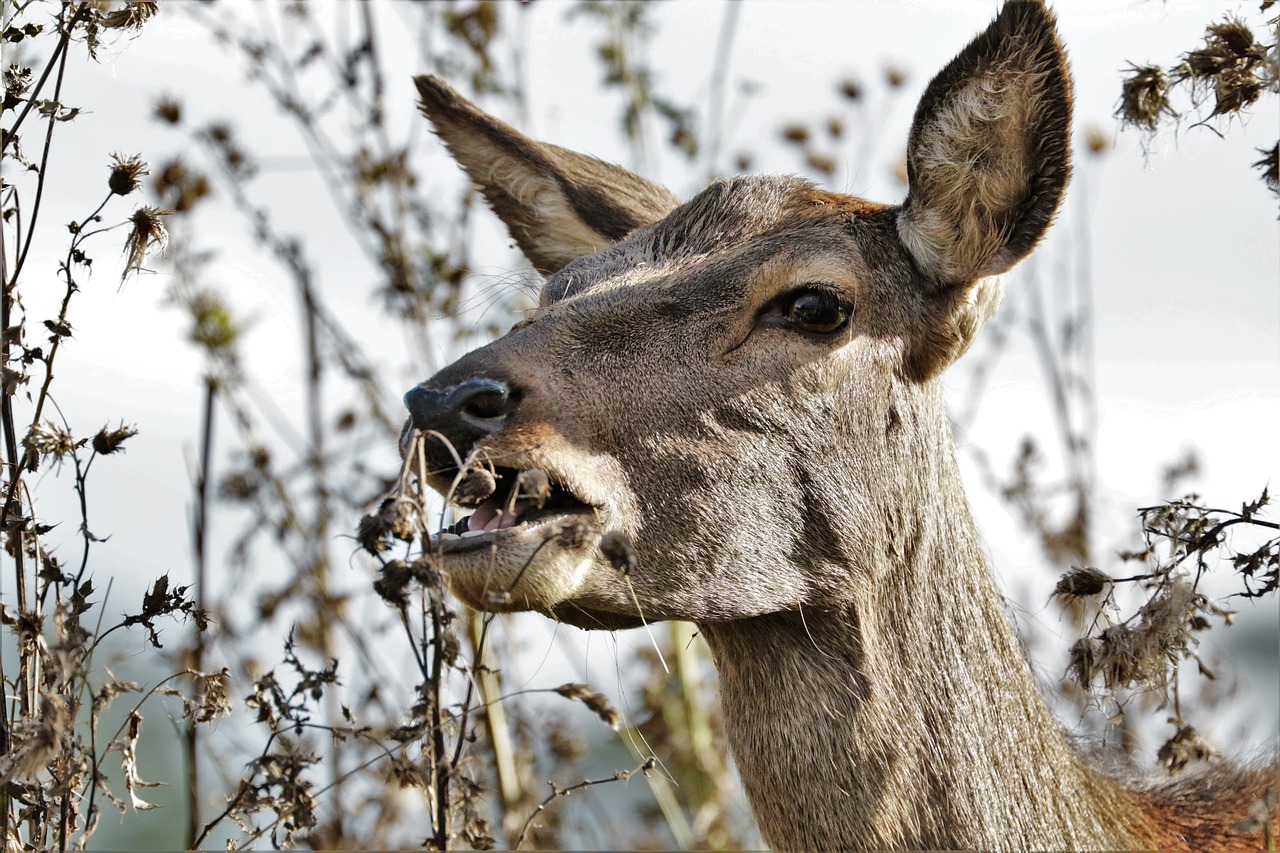 deer doe animal free photo