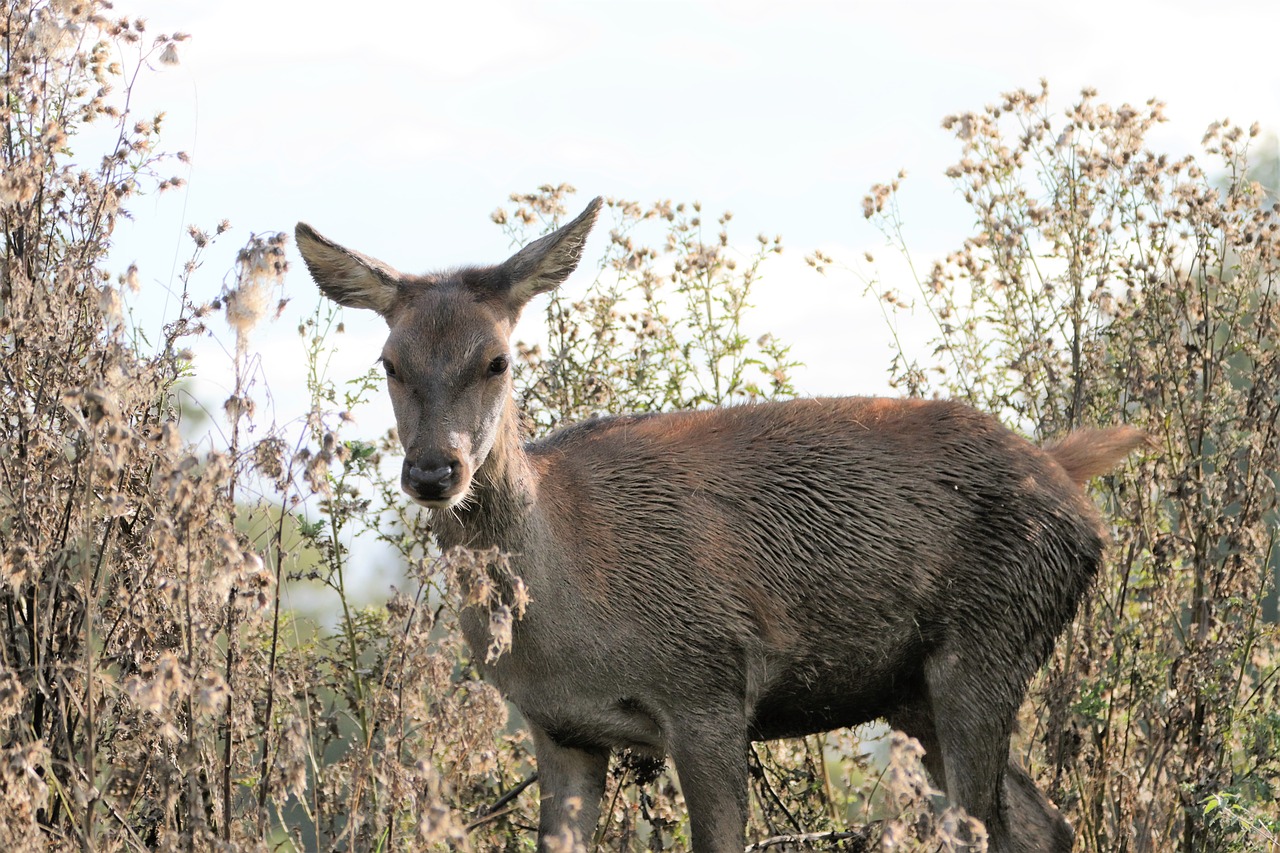 deer doe animal free photo