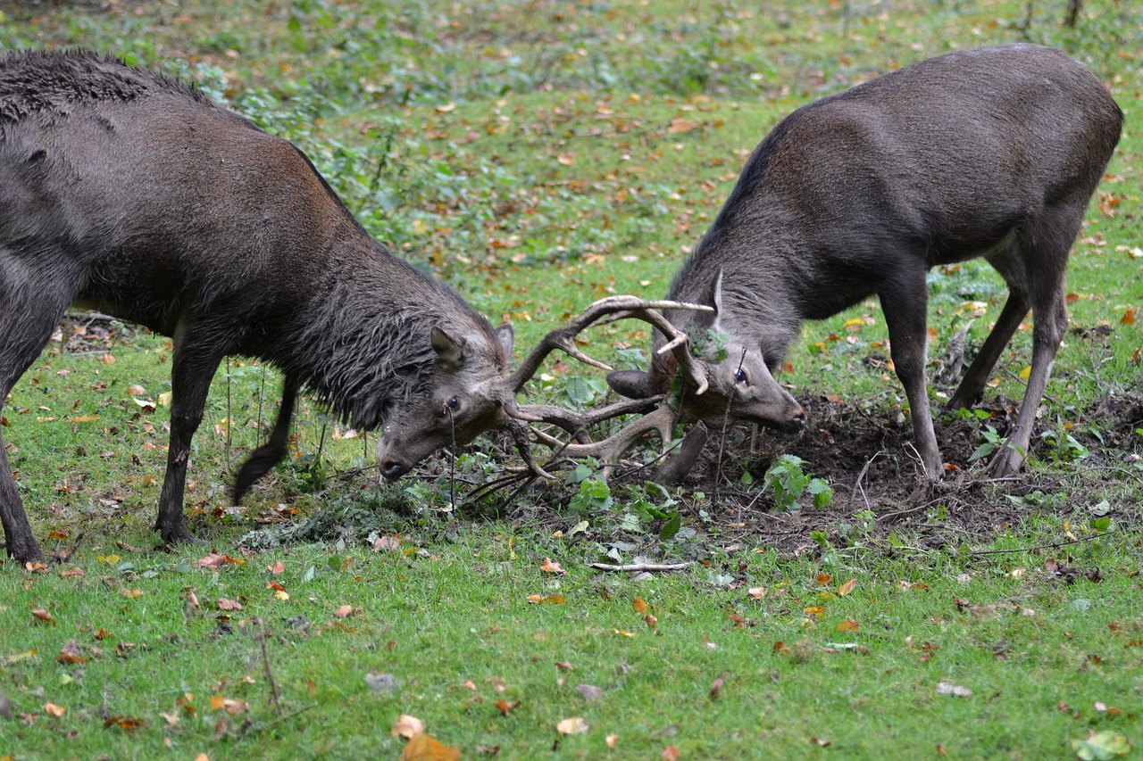 deer sika deer fight free photo