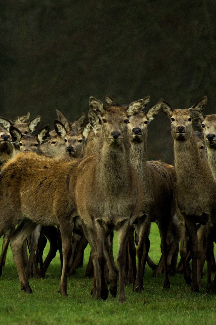 deer hertfordshire wildlife free photo