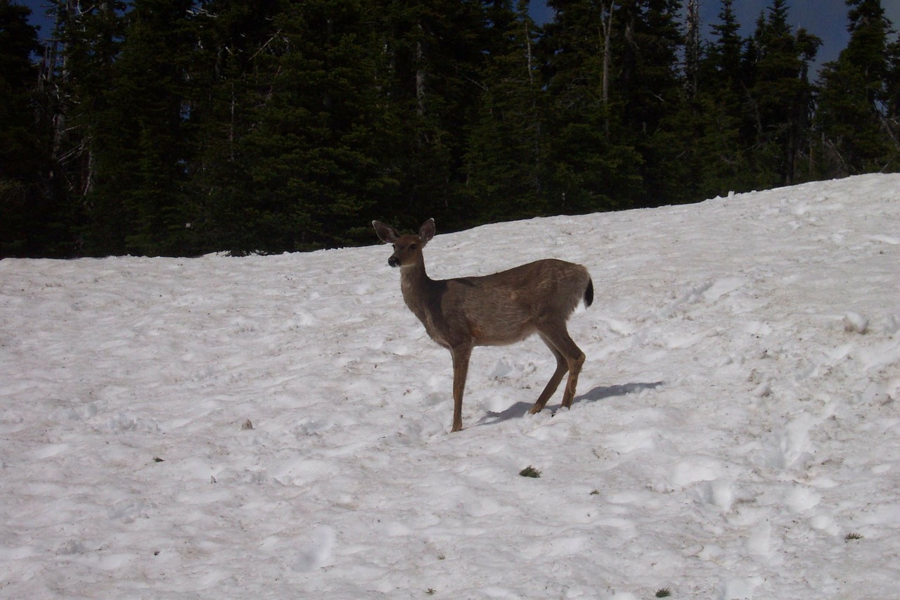 deer snow animal free photo