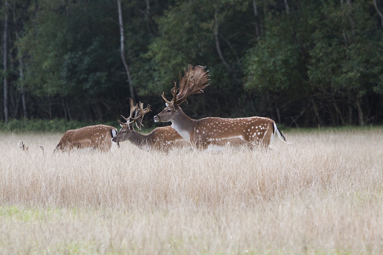 deer fallow deer antlers free photo