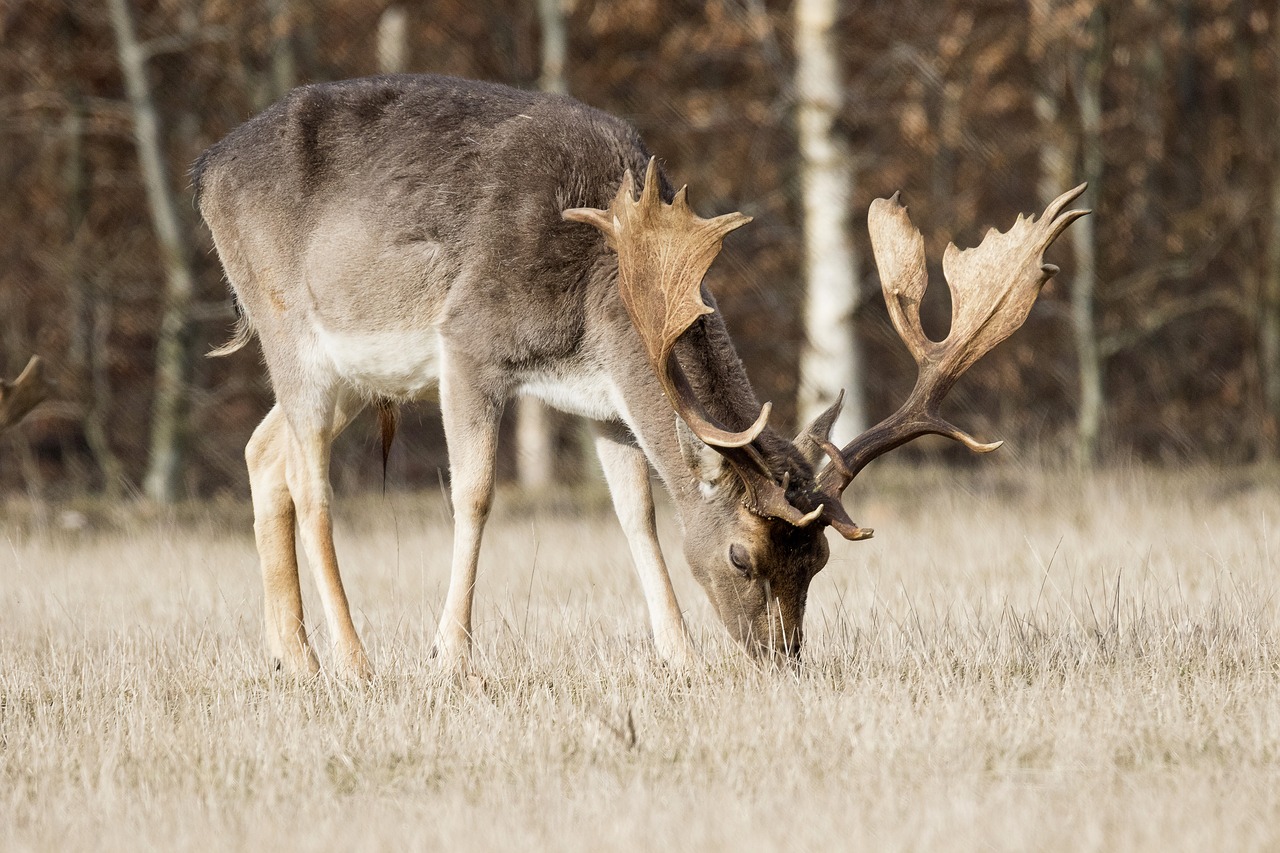 deer fallow deer antlers free photo