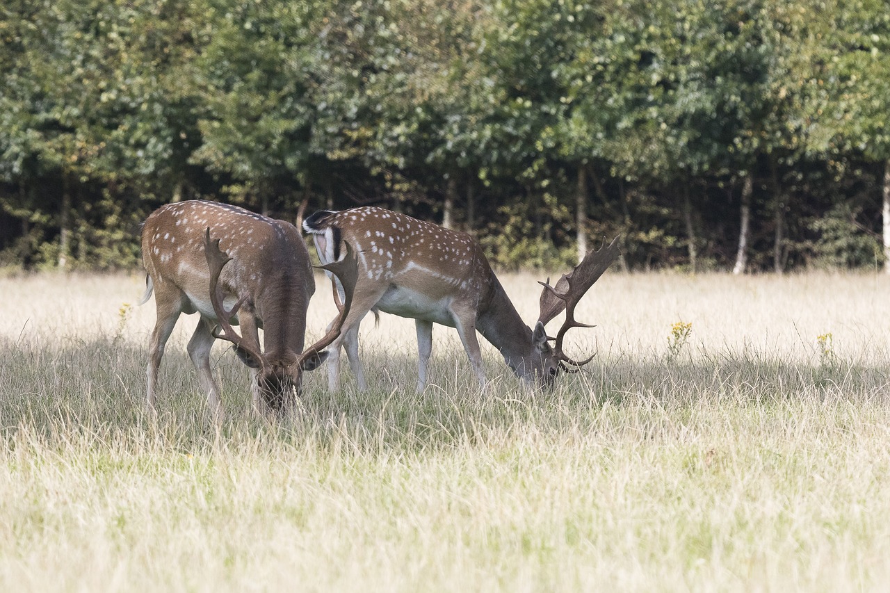 deer fallow deer antlers free photo