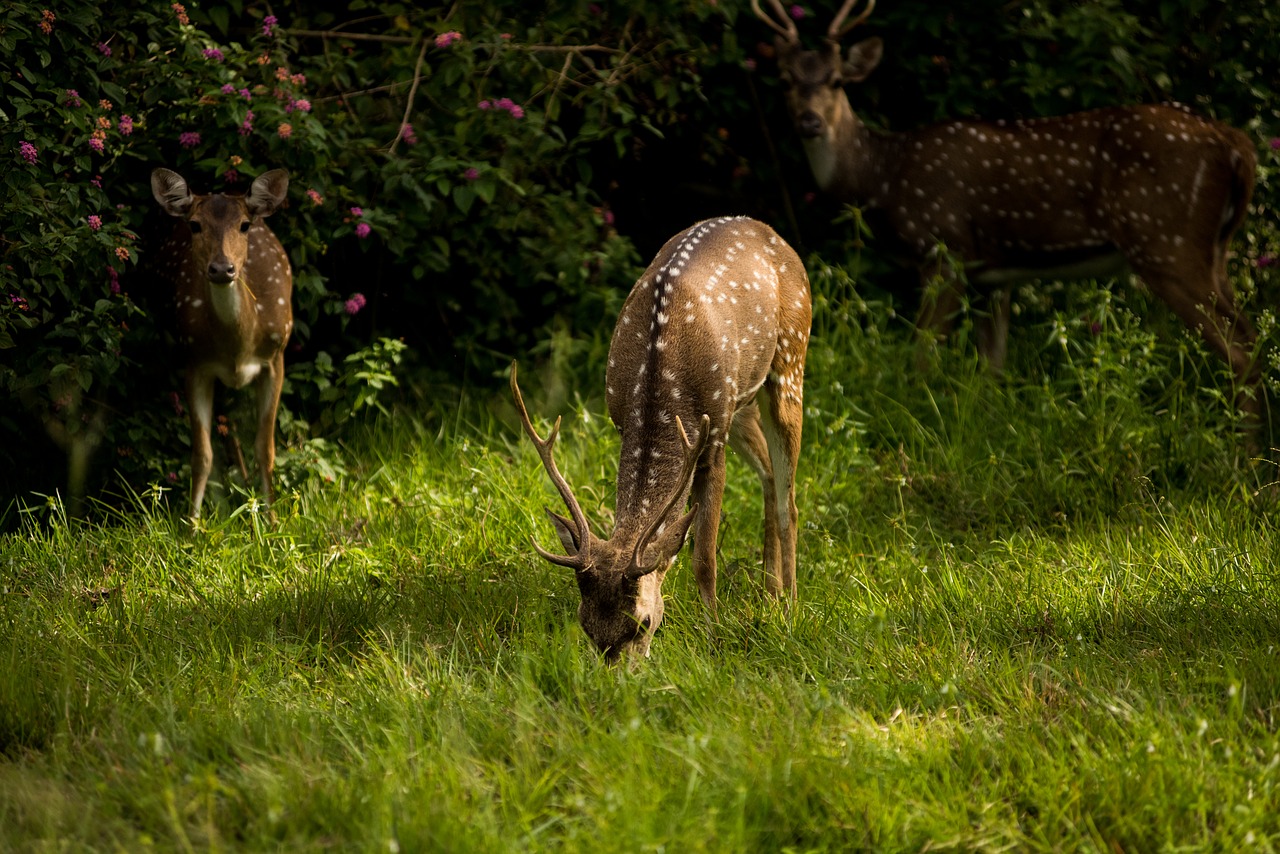 deer wildlife mammal free photo