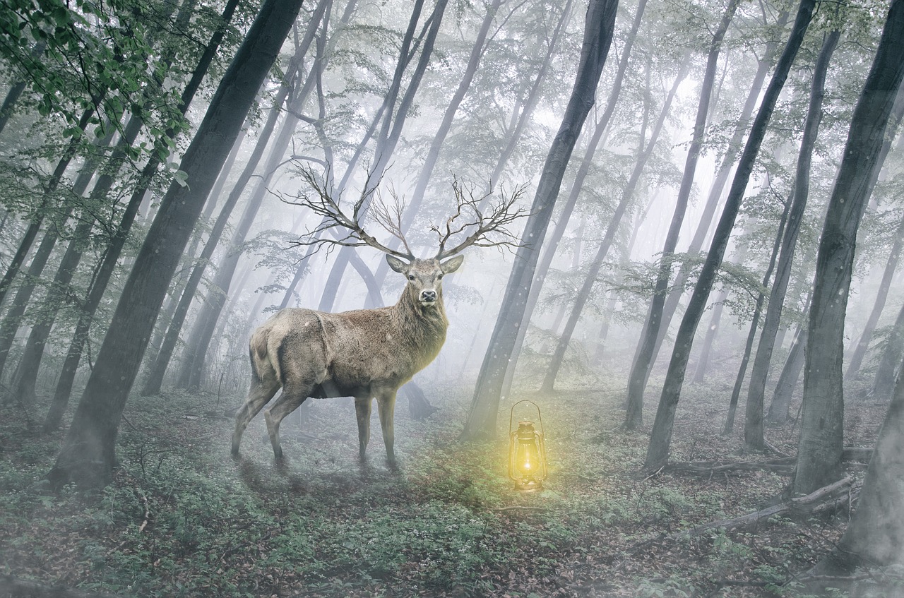 the deer animal wild free photo