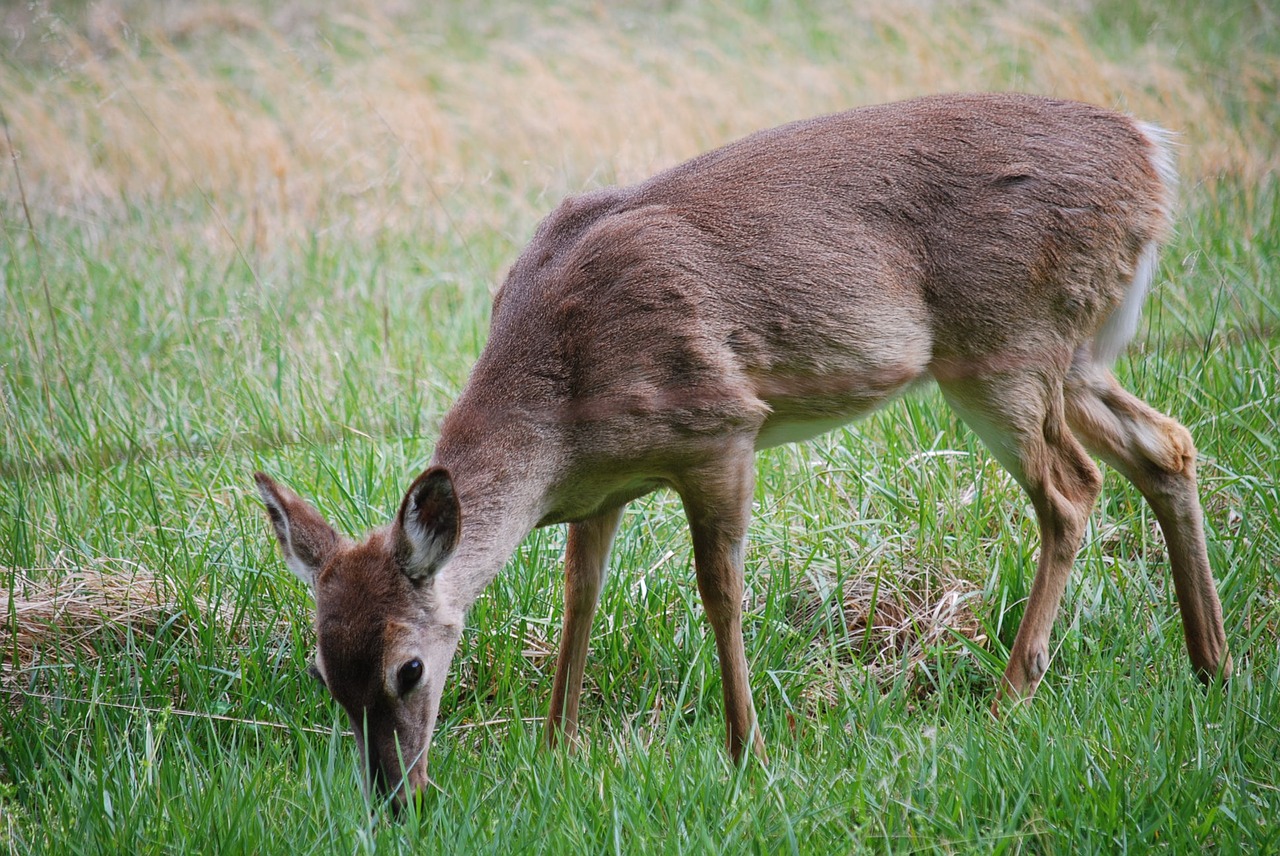 deer meadow wildlife free photo