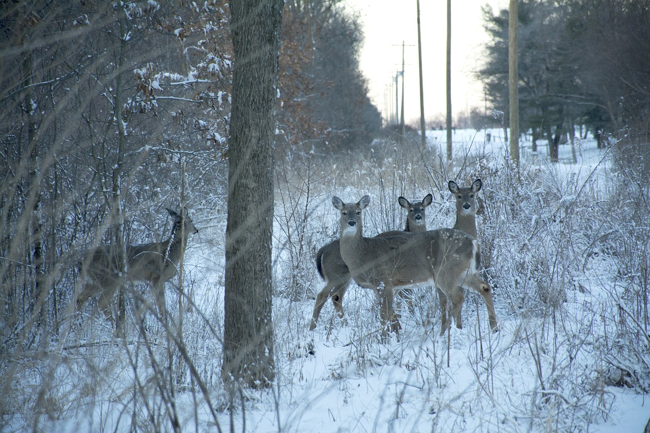 deer snow animal free photo