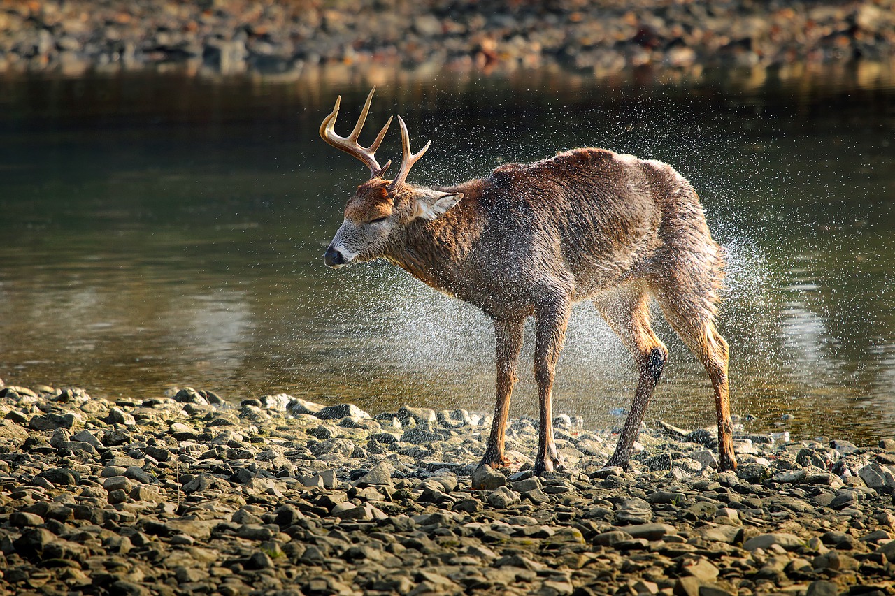 deer elk wildlife free photo