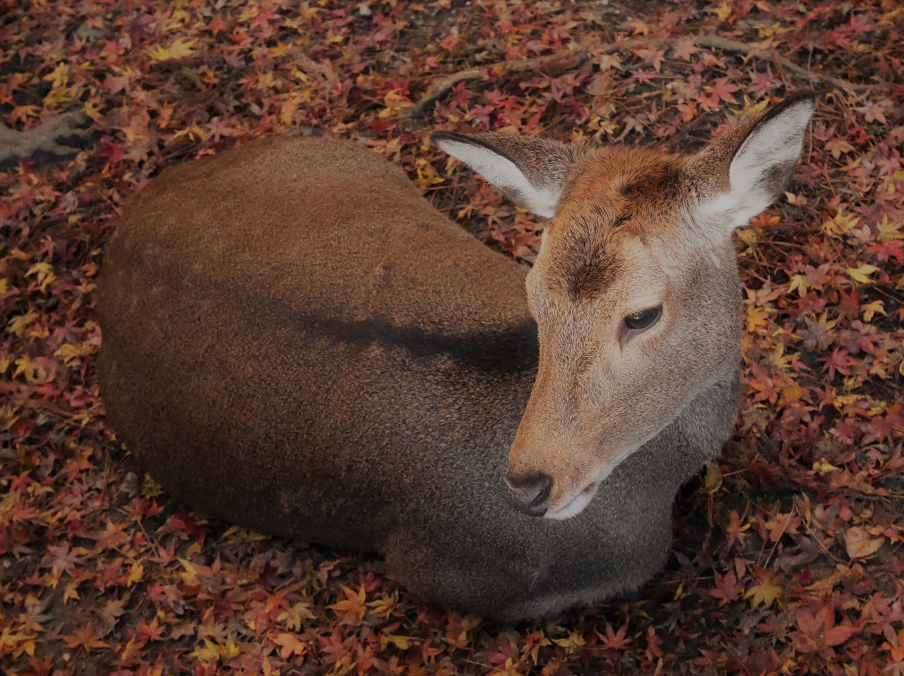 deer autumn recreation free photo