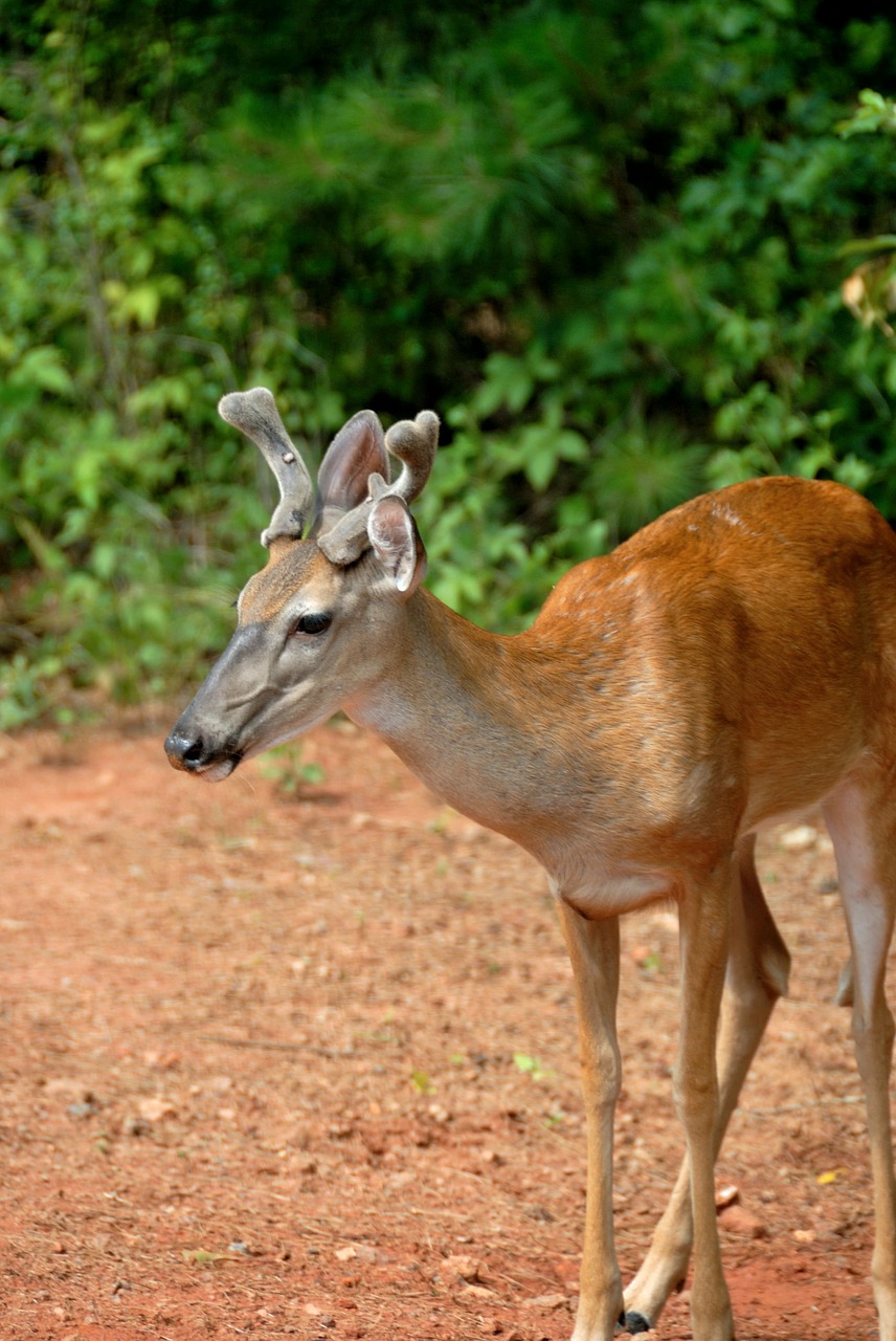 deer buck young free photo