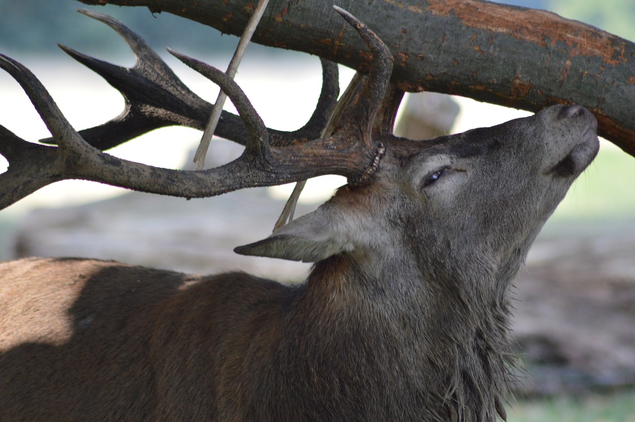 deer forest nature free photo