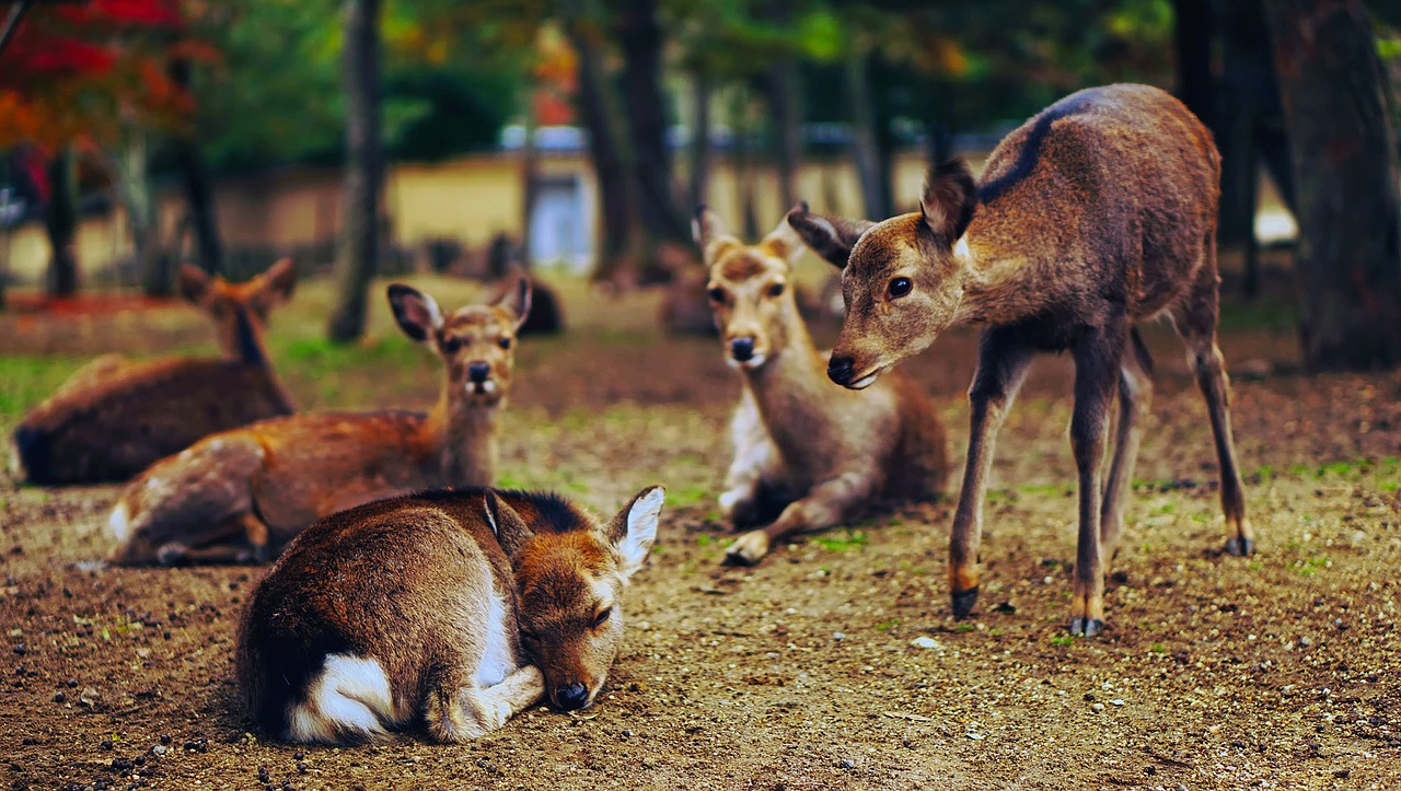 deer animals wildlife free photo