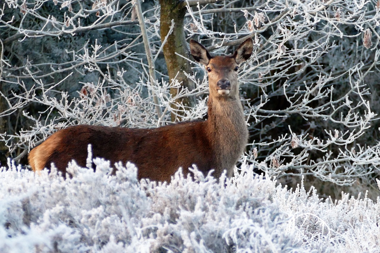 deer animals nature free photo