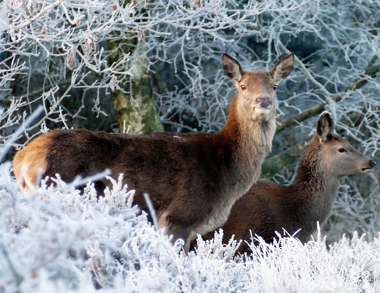 deer animals nature free photo