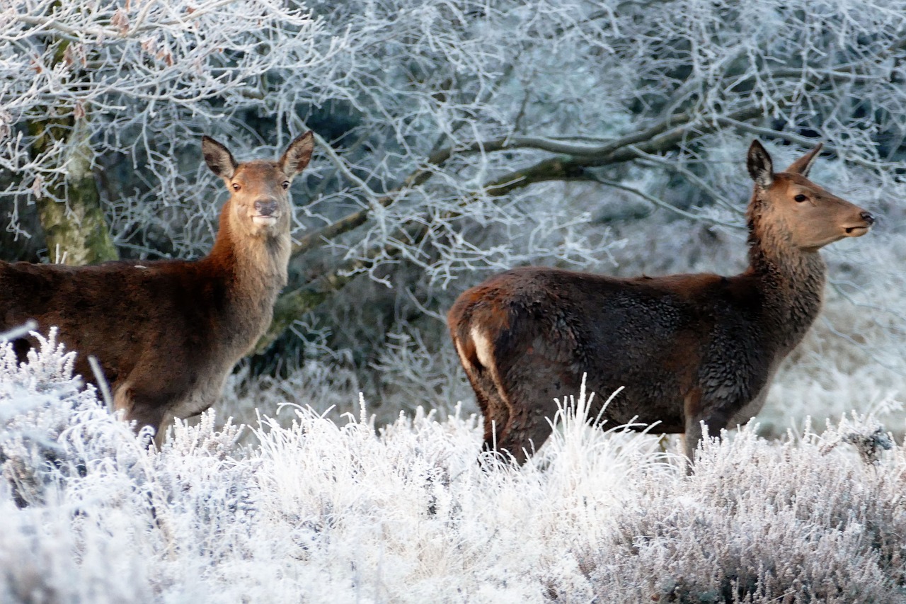 deer animals nature free photo