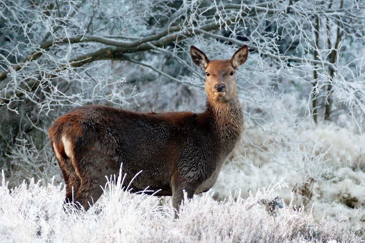 deer animals nature free photo