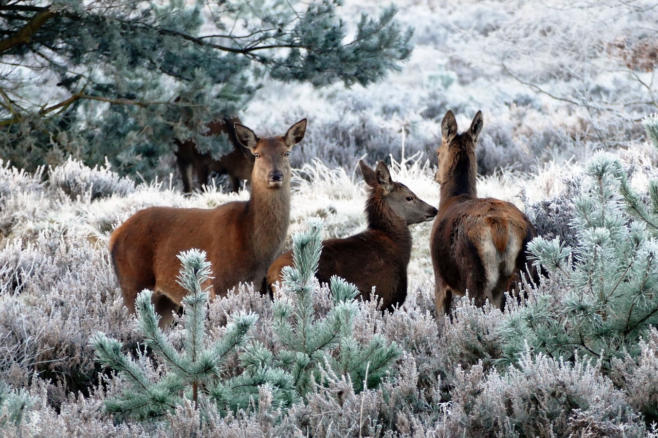 deer animals nature free photo