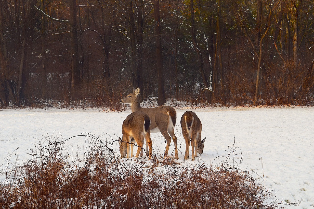 deer snow sunlight free photo