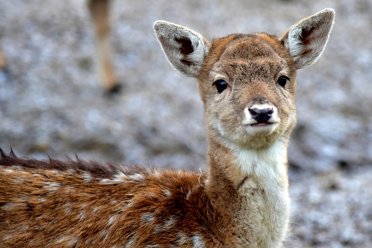 deer puppy fawn free photo