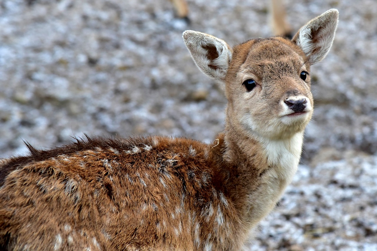 deer puppy fawn free photo