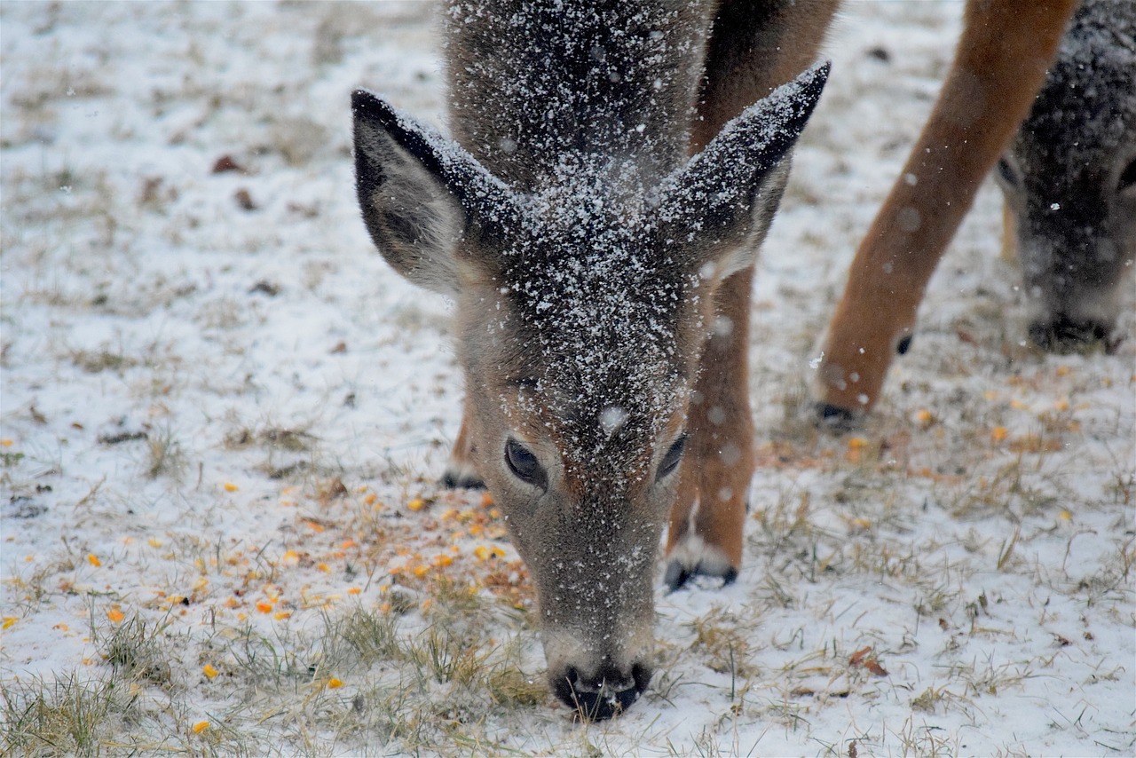 deer snow winter free photo