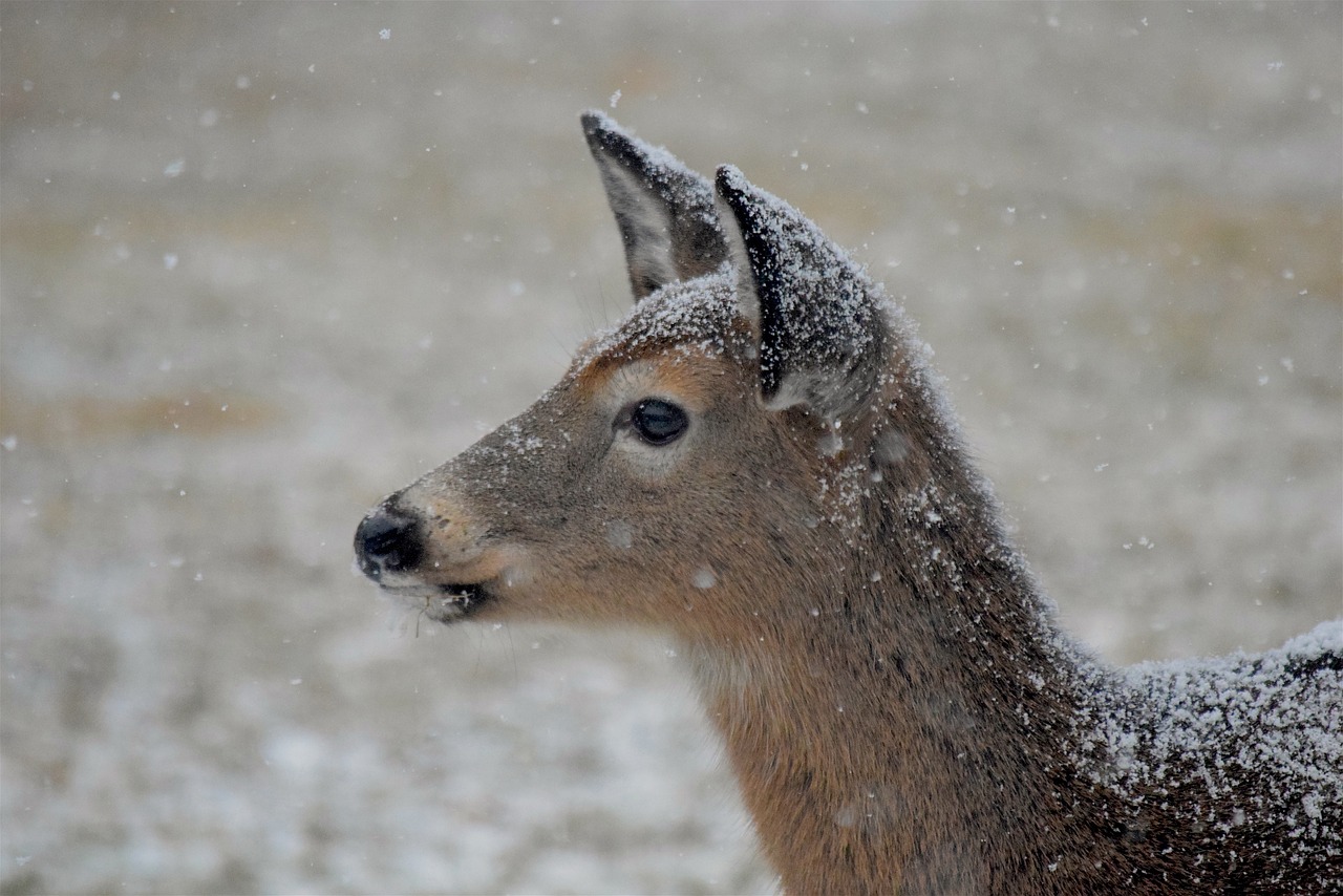 deer snow winter free photo