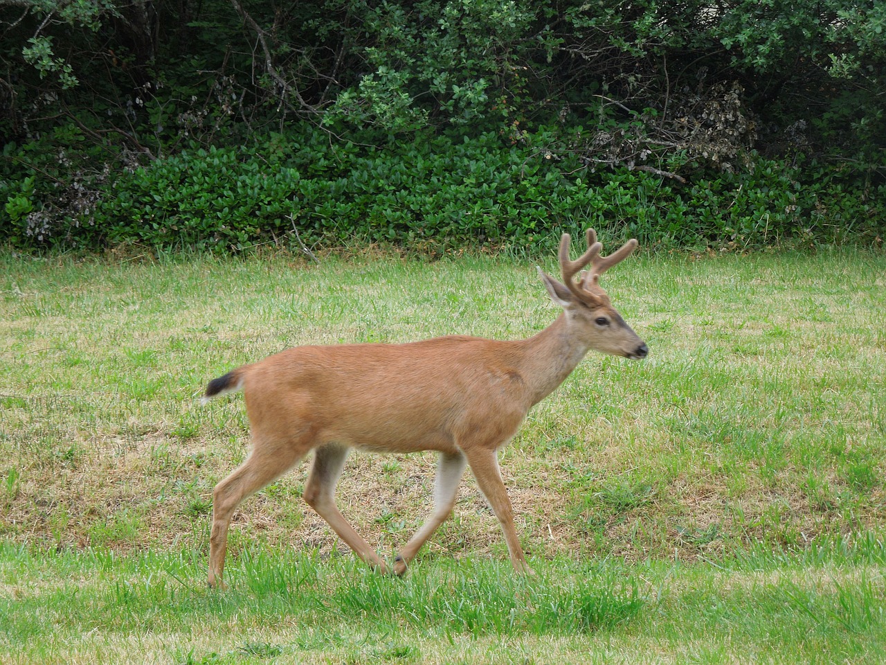 deer running field free photo