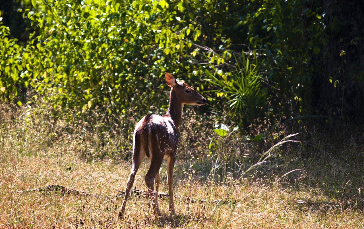 deer animal wildlife free photo