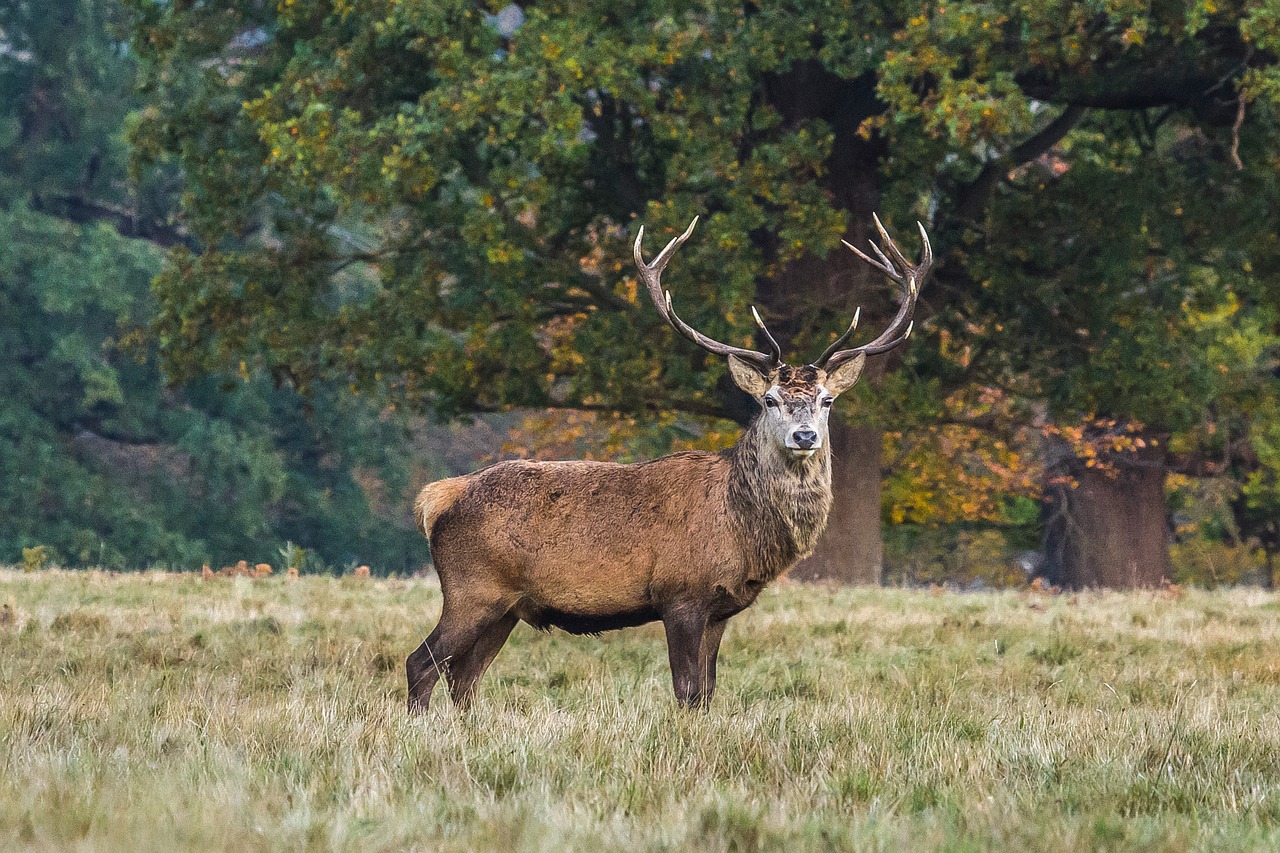 deer nature forest free photo